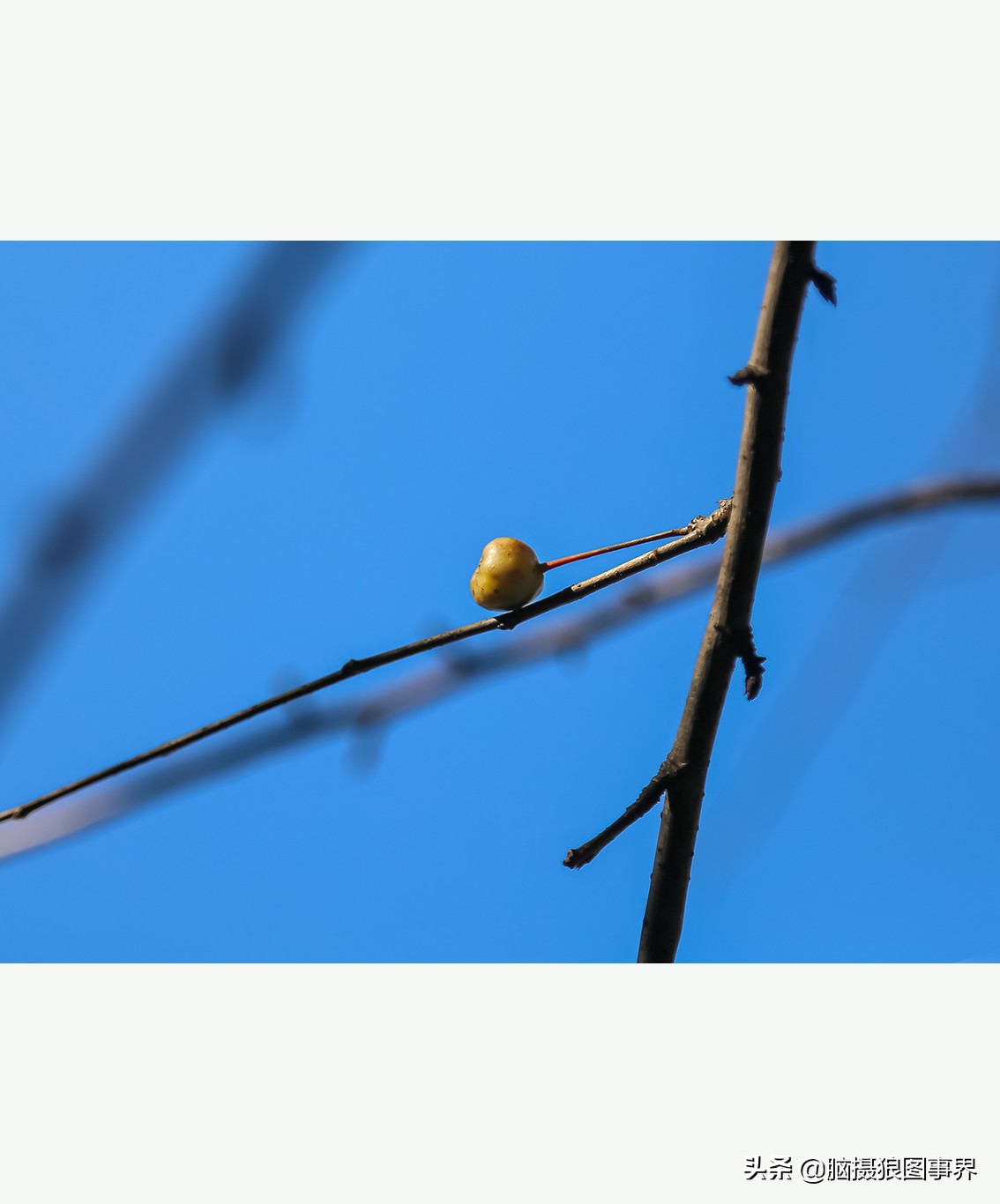 怎么拍摄好看的花和天空,如何拍出好看的天空树叶照