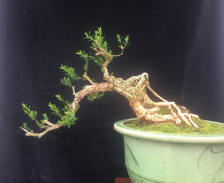 黄杨怎么盆栽才好看,雀舌黄杨盆景的栽培技术