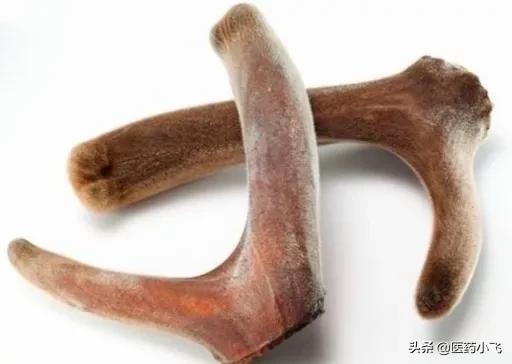 每日认识一味药材鹿茸,鹿茸每日吃多少克