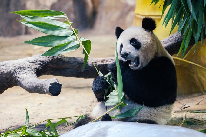 长隆拟变开放式世界主题乐园,广州长隆五大主题公园怎么玩