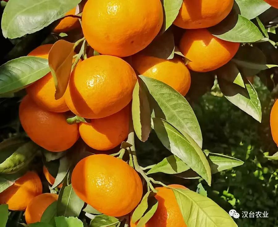 乡村振兴电商营销,乡村振兴战略电商助农