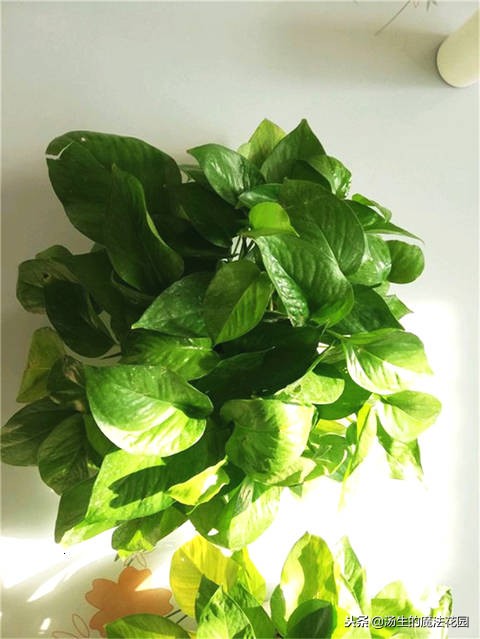 给绿萝浇什么水才能让绿萝好起来,水培绿萝转土培绿萝黄叶怎么办