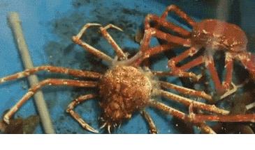 关于螃蟹的科普知识点,螃蟹的种类知识