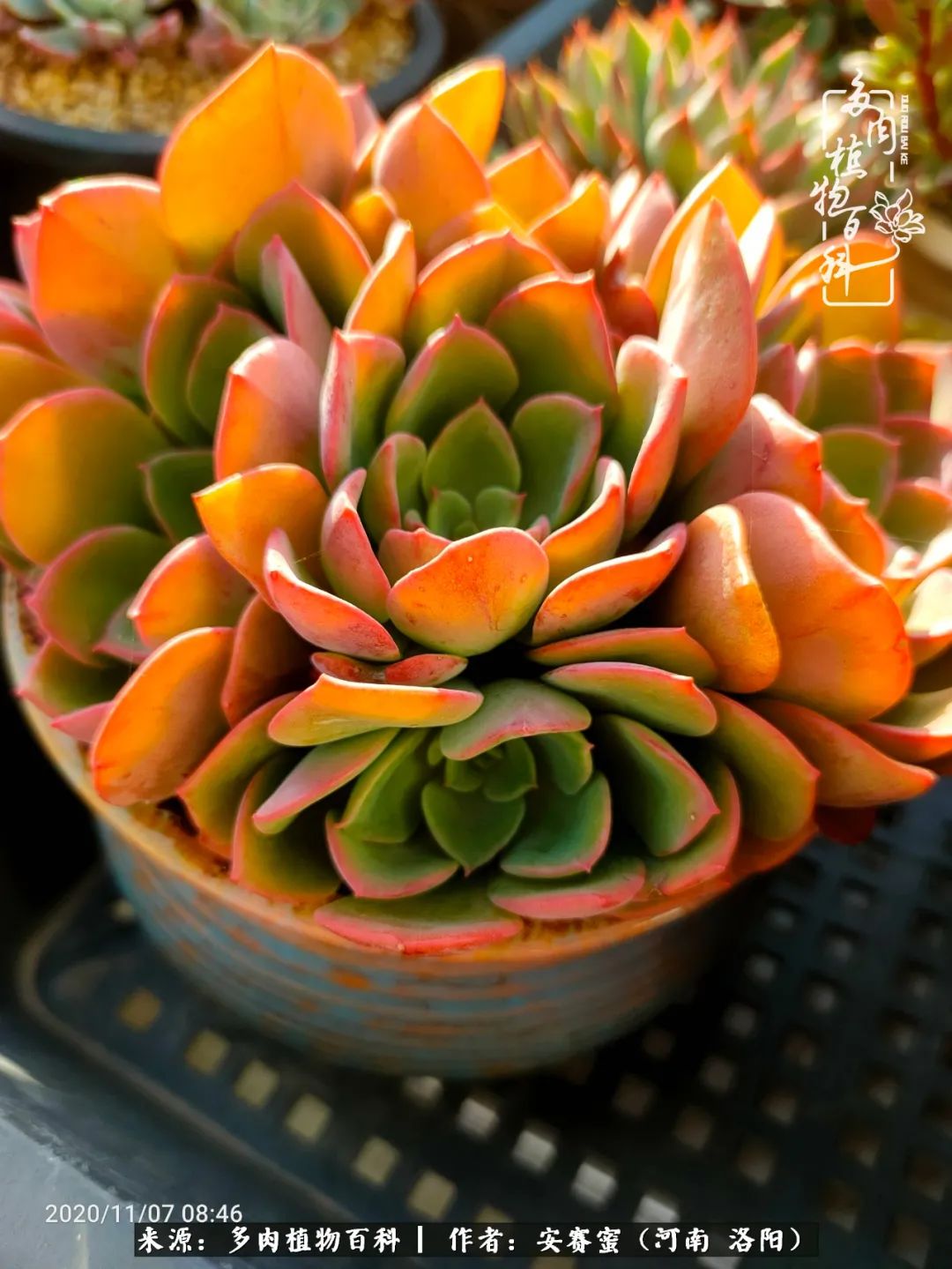 现在是多肉最美的季节,多肉最美的季节来啦