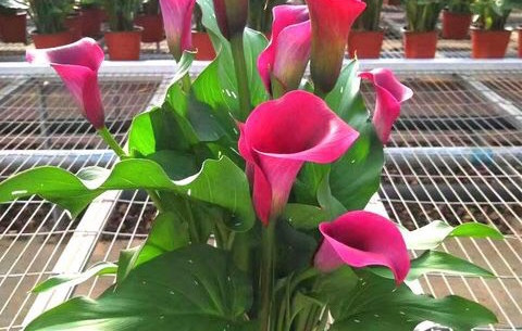 家庭阳台栽培最好的花卉,适合阳台种植的不死苗盆栽