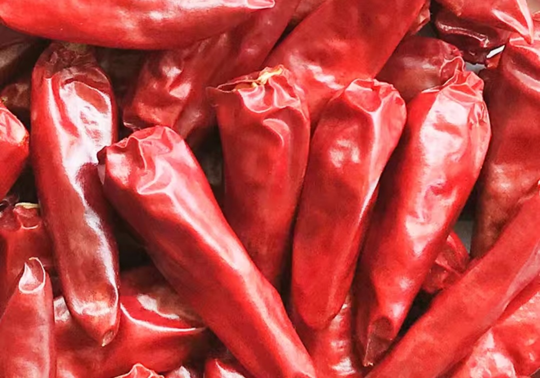 吉林洮南辣椒第一人,中国辣椒第一镇