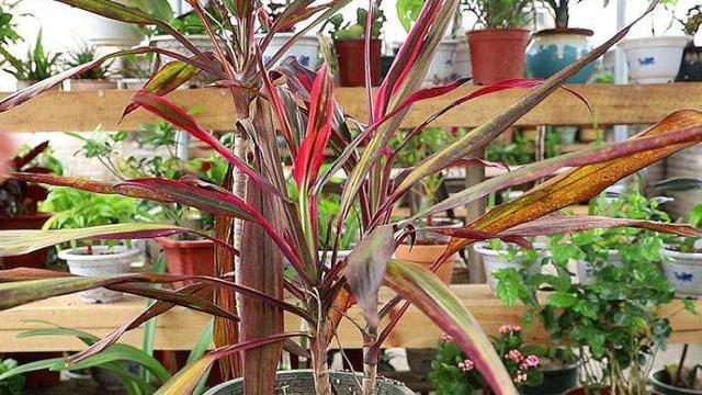 花卉干枯了怎么救活,花卉干枯补什么最好