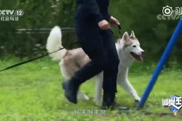 都说哈士奇不能当警犬，但有民警偏要试一试