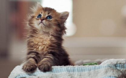 猫咪生病的各种药,猫咪生病物品消毒