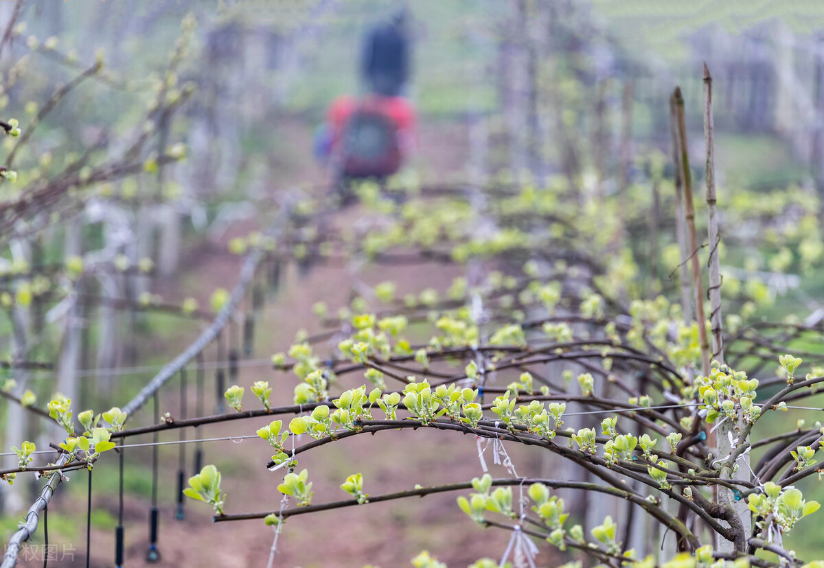 新西兰猕猴桃侵权案，二审宣判中国夫妇赔偿5558万，到底冤不冤？