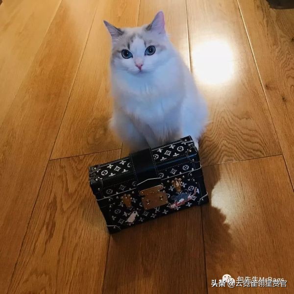 非常好看的宠物包,大家的包都带什么玩偶