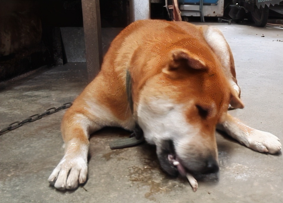 狗狗啃骨头啃急眼了为什么,狗狗啃骨头好累