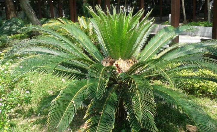 铁树的种植方法和技巧,家里放铁树是吉是凶铁树如何种植