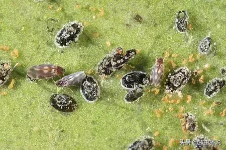 柑橘类叶子上很多黑色的虫卵,柑橘叶片有黑卵块