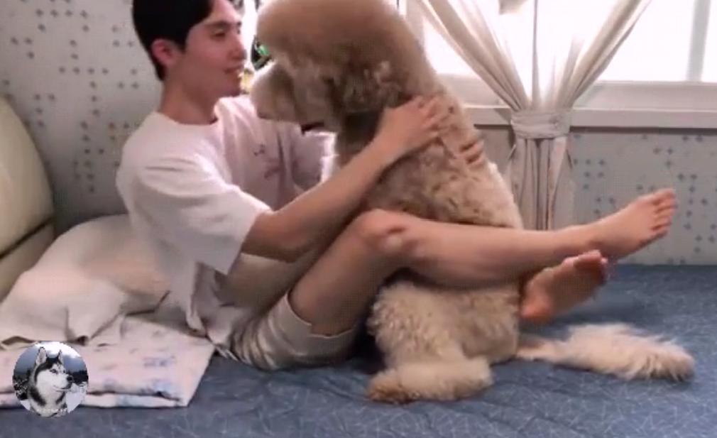 泰迪到几岁不闹腾了呢,泰迪只能长到五六斤吗