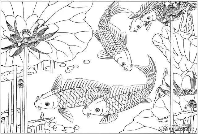 白描荷花鱼线稿图片,白描动物鱼图片大全