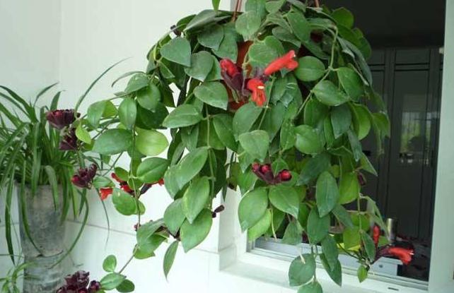 口红植物怎么养,口红花盆栽养殖方法
