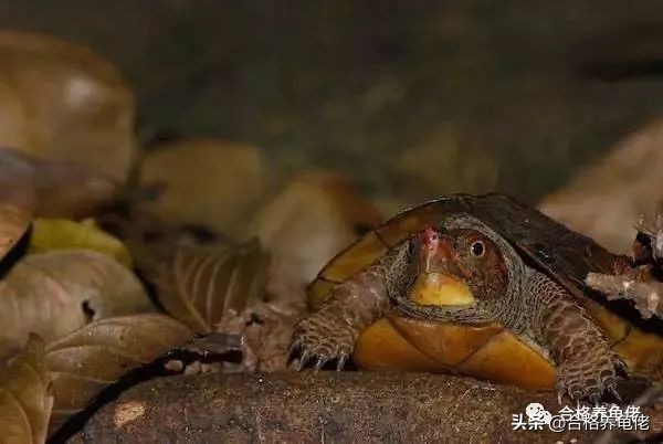 夏天龟缸温度太高,夏天龟缸需要加热棒吗