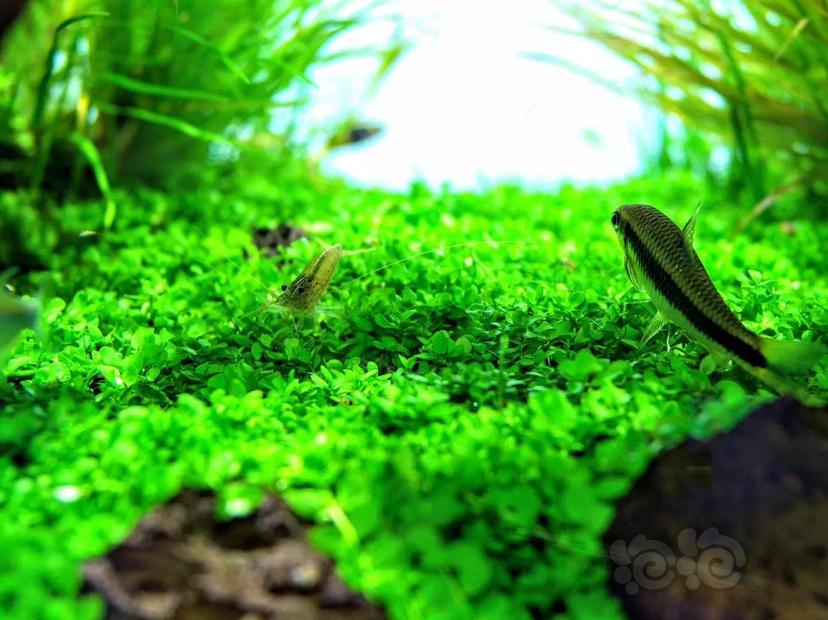 40缸草缸开缸教程新手入门,新手草缸需要装过滤系统吗