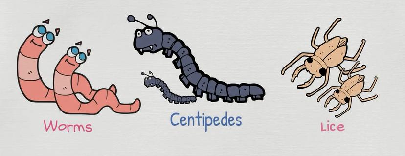 动物英语名称视频大全,兔小贝英语宝典动物名称