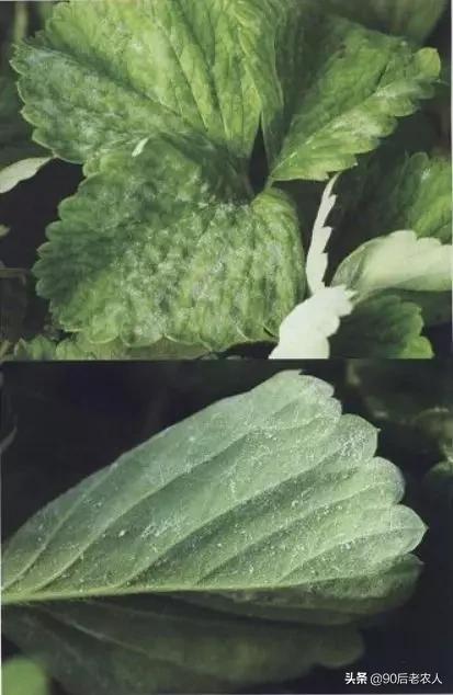 草莓白粉严重怎么治,草莓黑心病防治