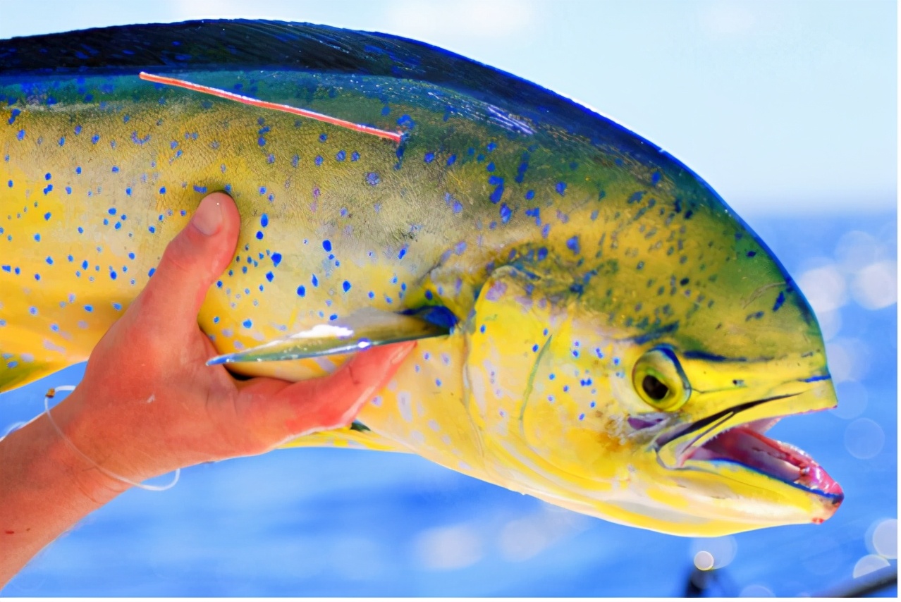 凡学大师｜鲯鳅：美是我最不值一提的优点
