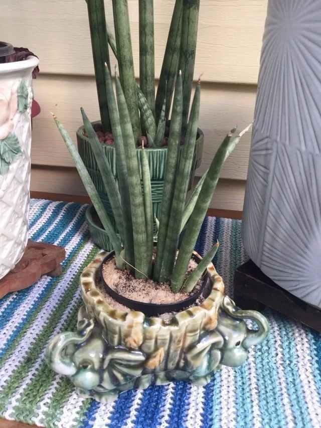 办公室大型盆栽植物大全,办公室不怕冻的绿植盆栽有哪些