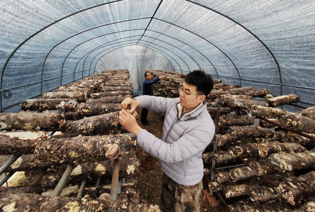 中宣部鲁骥,柳林村鲁骥