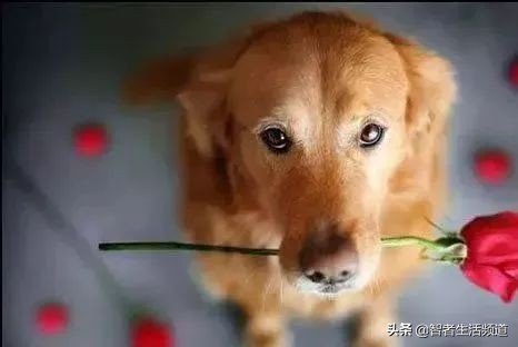 夏天狗狗生病怎么治,夏天狗狗容易皮肤病怎么办