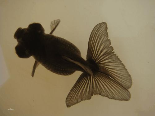 常见的金鱼种类与区别,常见的金鱼图片及名称