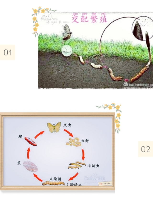 冬虫夏草滋补珍品,雪域之宝冬虫夏草