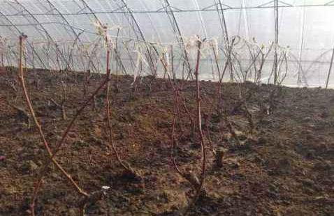 葡萄萌芽不齐、长势弱、上色差？是休眠出了问题！注意时间和质量