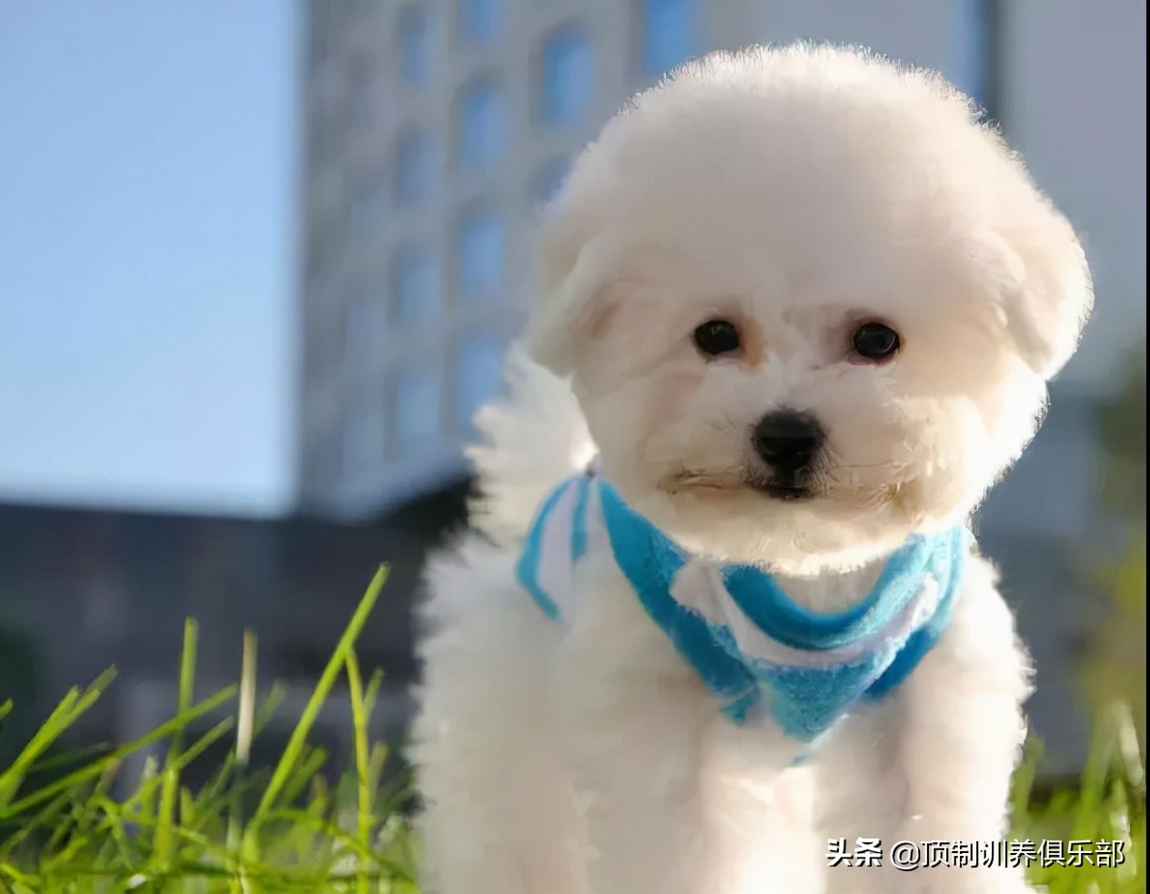 比熊幼犬三个月狗粮要泡水吗,比熊幼犬到新家3天后打喷嚏