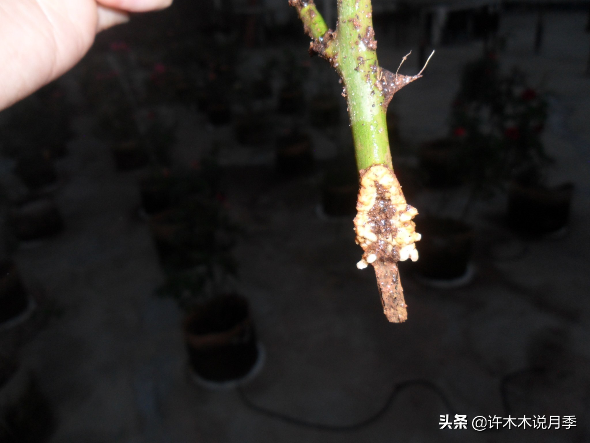 月季扦插长出愈伤组织后多久生根,如何判断月季是根瘤还是愈合组织