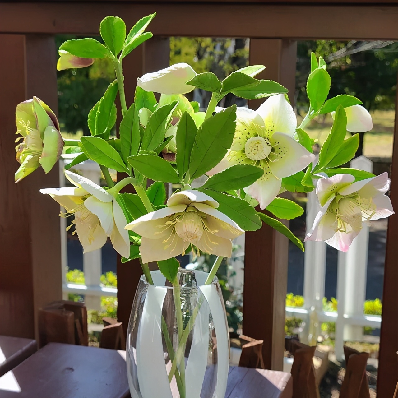 大雪天能种的植物,迷你玫瑰是不是一年四季都能开花