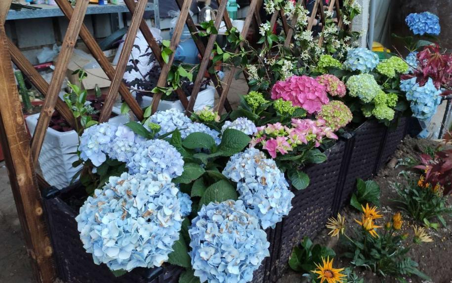 绣球想要花大,绣球想要大花如何施肥