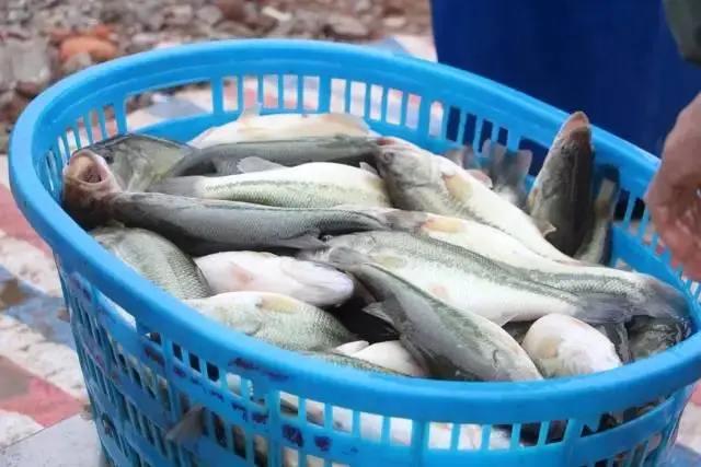 加州鲈烂身的危害,加州鲈烂身不容易愈合