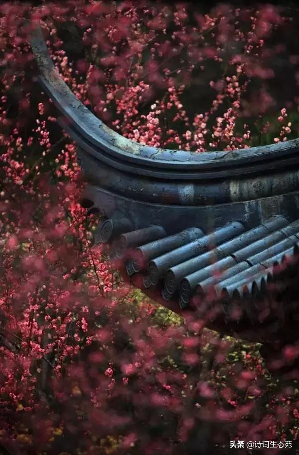 关于梅花我们应有怎样的人生追求,关于梅花我们想到了什么