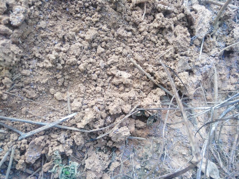 怎么烧红火蚁方便,自制灭红火蚁配方