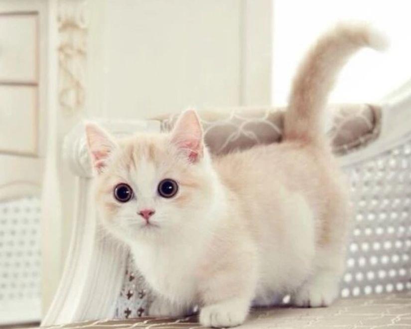 如何给猫咪洗澡猫咪才不反抗,怎样给猫咪洗澡猫咪不害怕