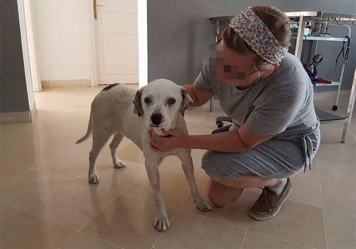 狗狗贫血缺钙怎么补最好,狗狗贫血严重除了输血还能怎么办