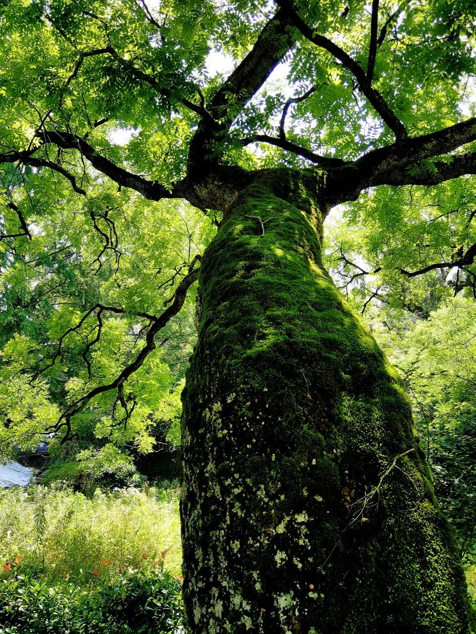 安徽春天美丽的视频,安徽美丽的春天