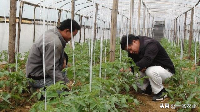 小菜蛾是怎么引起的,消灭小菜蛾的方法