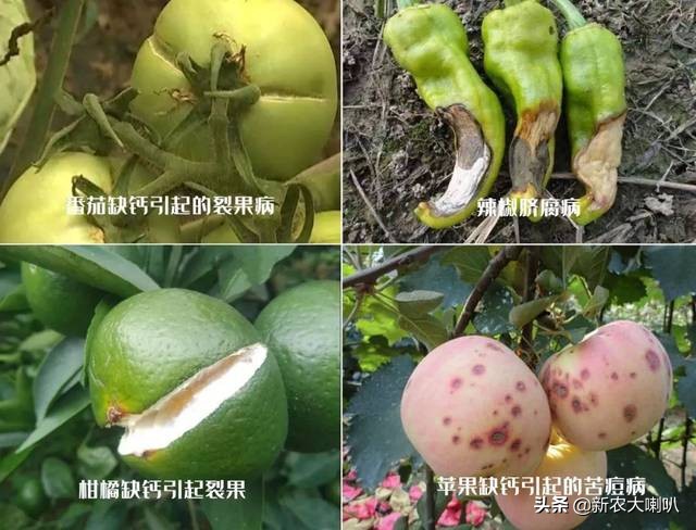 缺钙、缺镁、缺锌，不用愁，果农用它！三大元素，一次搞定！