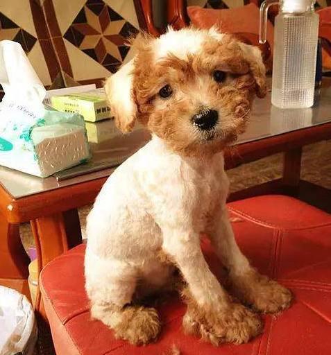 把泰迪毛剃光狗会心情不好吗,泰迪狗狗把毛剃光光没事吧