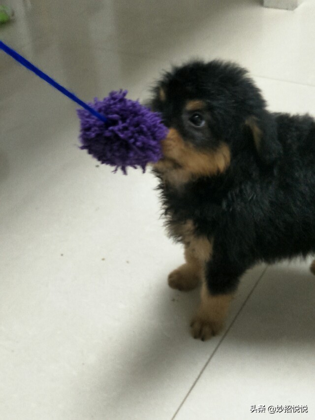 最简单一周就给小狗做好的玩具,狗狗消耗精力的毛绒玩具