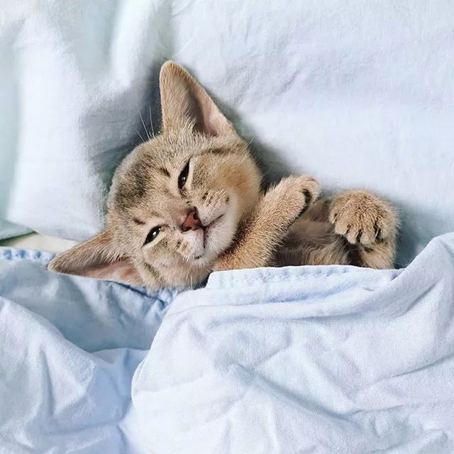 贵族阿比西尼亚猫,神秘的波斯猫