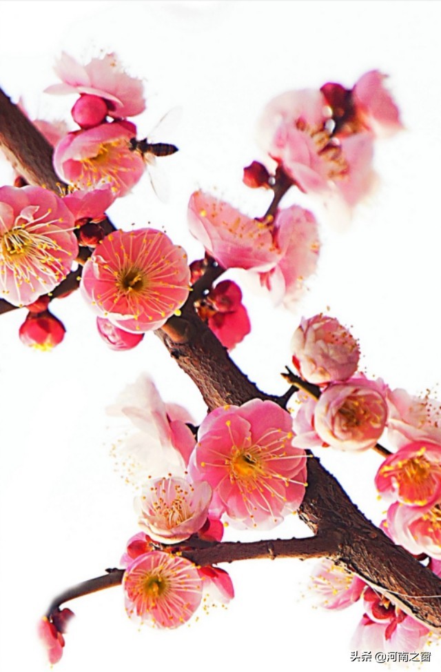 梅花香自苦寒来的上一句是什么,梅花香自苦寒来全文