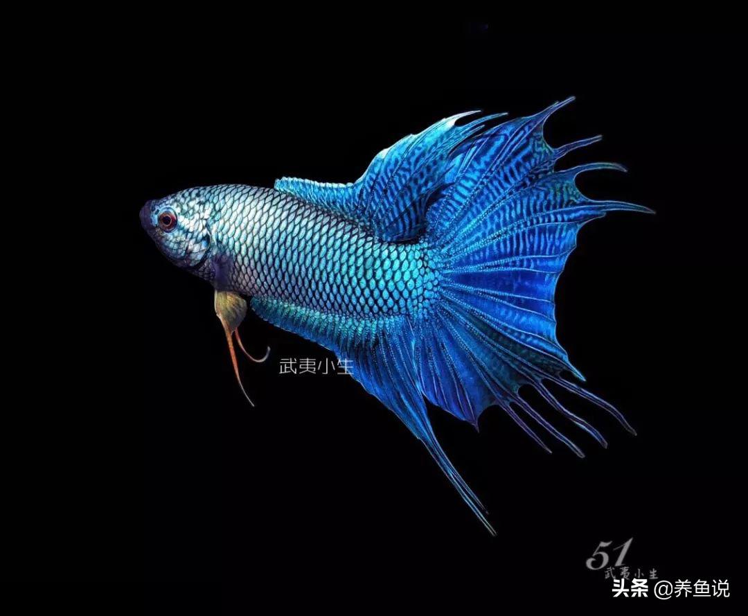 儿时池塘里的小鱼儿,如今已登上国内最大观赏鱼比赛舞台