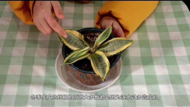 虎皮兰烂根了用什么方法处理,虎皮兰烂根后的补救方法